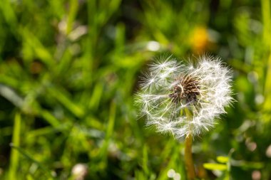 Makro karahindiba, karahindiba. Yüksek kalite fotoğraf