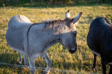 Açık gri ve koyu gri bir çayırda iki eşek. Yüksek kalite fotoğraf