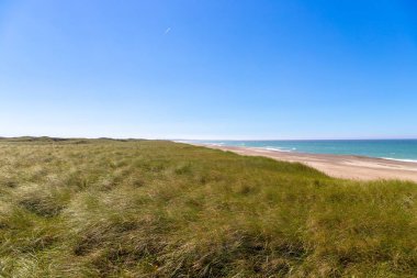 Danimarka 'da kumullar büyümüş, arka planda deniz var. Yüksek kalite fotoğraf
