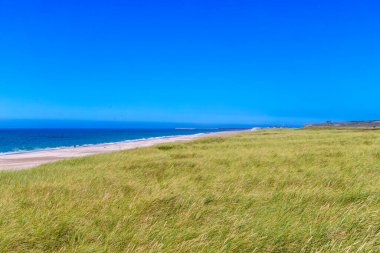 Danimarka 'da kumullar büyümüş, arka planda deniz var. Yüksek kalite fotoğraf