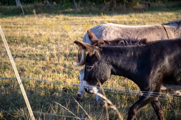 草原上两只驴 灰蒙蒙的 深灰色的 高质量的照片 — 图库照片