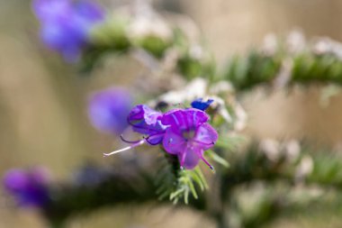 Marko 'nun yeşil bulanık efektli mor bir çiçek resmi. Yüksek kalite fotoğraf