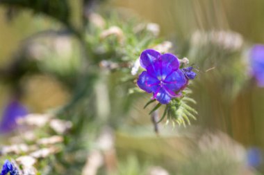 Marko 'nun yeşil bulanık efektli mor bir çiçek resmi. Yüksek kalite fotoğraf