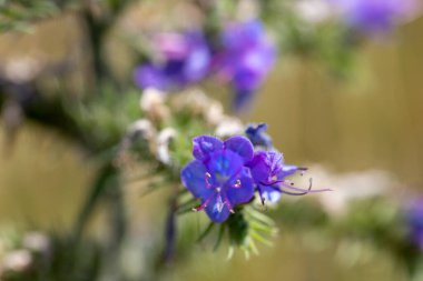 Marko 'nun yeşil bulanık efektli mor bir çiçek resmi. Yüksek kalite fotoğraf