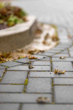 Duvarları olan kaldırımlı bir caddeye yağmur yağıyor. Yüksek kalite fotoğraf