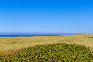 Ağaçlı manzara manzarası, mavi gökyüzü ve beyaz bulutlar. Yüksek kalite fotoğraf
