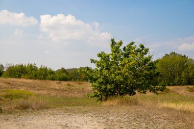 Önünde ağaç olan bir ormanın manzarası. Yüksek kalite fotoğraf