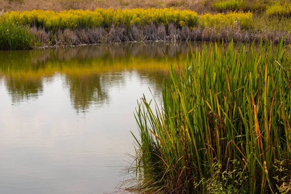 Uitzicht Een Vijver Met Gras Waterreflectie Hoge Kwaliteit Foto — Stockfoto