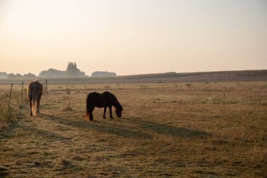 Sabahın köründe, hafif bir sis ile çayırdaki atlar. Yüksek kalite fotoğraf