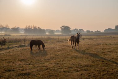 Sabahın köründe, hafif bir sis ile çayırdaki atlar. Yüksek kalite fotoğraf