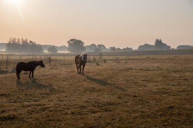 Sabahın köründe, hafif bir sis ile çayırdaki atlar. Yüksek kalite fotoğraf