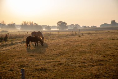 Sabahın köründe, hafif bir sis ile çayırdaki atlar. Yüksek kalite fotoğraf