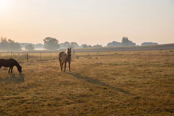 Sabahın köründe, hafif bir sis ile çayırdaki atlar. Yüksek kalite fotoğraf