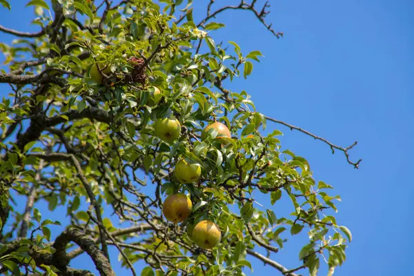 Tiro Uma Macieira Com Céu Azul Entre Ramos Foto Alta — Fotografia de Stock