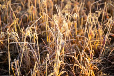 Sabahları buğday sapları buzla kaplıdır. Yüksek kalite fotoğraf