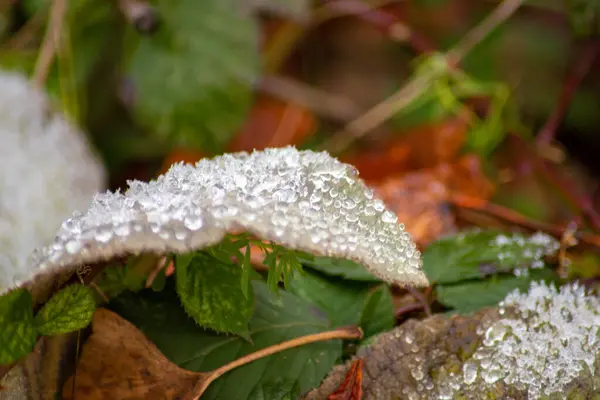 Makró Felvétel Egy Levélről Télen Amin Jégkristályok Vannak Kiváló Minőségű — Stock Fotó