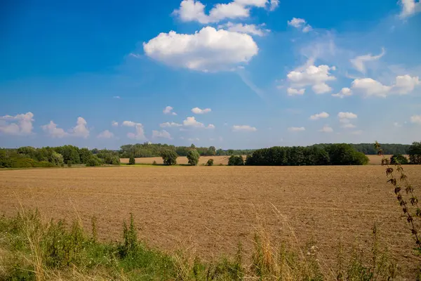 Buğday tarlası, ağaçlar ve mavi gökyüzü olan panoramik bir manzara. Yüksek kalite fotoğraf