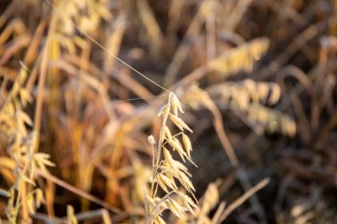 Sabahları buğday sapları buzla kaplıdır. Yüksek kalite fotoğraf