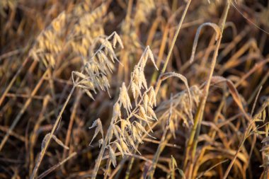 Sabahları buğday sapları buzla kaplıdır. Yüksek kalite fotoğraf