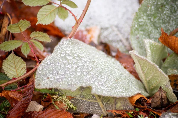 Μακρό Πλάνο Ενός Φύλλου Χειμώνα Κρυστάλλους Πάγου Πάνω Του Υψηλής — Φωτογραφία Αρχείου
