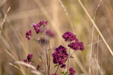 Agra 'nın kırsal kesimlerinde vahşi bitkiler makro çekim yapıyor. Yüksek kalite fotoğraf
