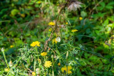 Agra 'nın kırsal kesimlerinde vahşi bitkiler makro çekim yapıyor. Yüksek kalite fotoğraf