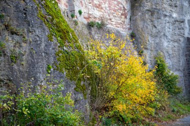 Bir kayanın üzerinde yosun ve yaprak yakın çekim. Yüksek kalite fotoğraf
