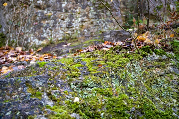 Nahaufnahme Von Moos Und Laub Auf Einem Felsen Hochwertiges Foto — Stockfoto