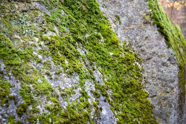 Primer Plano Musgo Follaje Sobre Una Roca Foto Alta Calidad — Foto de Stock