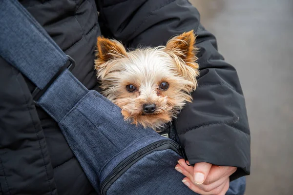 Yorkshire Teriyeri 'nde torbadan dışarı bakan küçük köpek kafası. Yüksek kalite fotoğraf