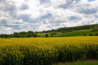 Arka planda bir sıra ağaç olan kolza tohumu tarlası, gökyüzünde yoğun bulutlar. Yüksek kalite fotoğraf