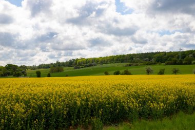 Arka planda bir sıra ağaç olan kolza tohumu tarlası, gökyüzünde yoğun bulutlar. Yüksek kalite fotoğraf
