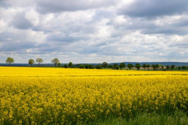 Arka planda bir sıra ağaç olan kolza tohumu tarlası, gökyüzünde yoğun bulutlar. Yüksek kalite fotoğraf
