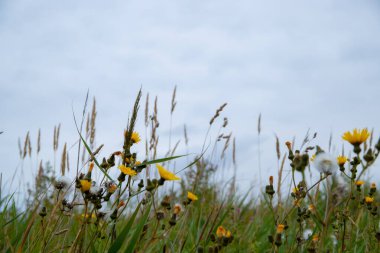 Bir sürü kır çiçeği olan bir çayır, yakın plan, gri gökyüzü. Yüksek kalite fotoğraf