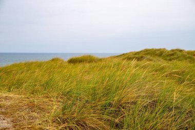 Sand dune with grass reeds on Denmark. High quality photo clipart