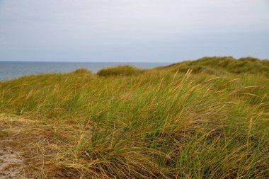 Sand dune with grass reeds on Denmark. High quality photo clipart