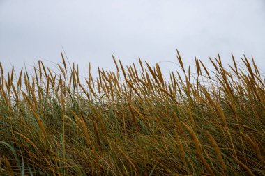 Bir deniz yolunun önündeki çim biçme makinesi. Yüksek kalite fotoğraf