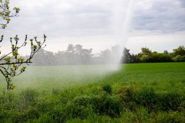 Tepeli bir tarla ve sulanan bir su topu. Yüksek kalite fotoğraf