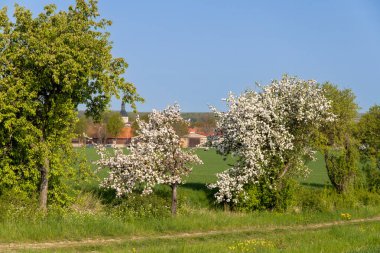 Çayırda açan kiraz ağacı, arka planda kolza tohumu tarlası. Yüksek kalite fotoğraf