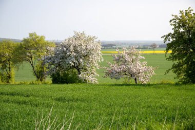 Çayırda açan kiraz ağacı, arka planda kolza tohumu tarlası. Yüksek kalite fotoğraf