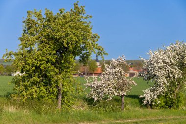 Çayırda açan kiraz ağacı, arka planda kolza tohumu tarlası. Yüksek kalite fotoğraf