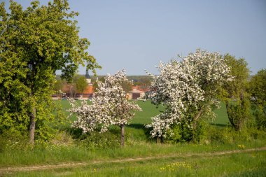 Çayırda açan kiraz ağacı, arka planda kolza tohumu tarlası. Yüksek kalite fotoğraf