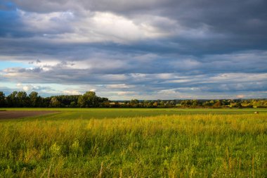 Arka planda koyu bulutlu kolza tohumu tarlalarına yakın çekim. Yüksek kalite fotoğraf