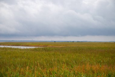 Danimarka 'nın Kuzey Denizi kıyısında geniş çim manzarası. Yüksek kalite fotoğraf