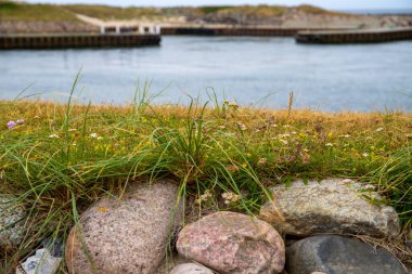 Çimenler ve kır çiçekleri bir su kütlesinin önünde. Yüksek kalite fotoğraf