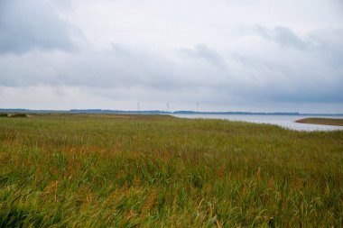 Danimarka 'nın Kuzey Denizi kıyısında geniş çim manzarası. Yüksek kalite fotoğraf