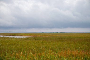 Danimarka 'nın Kuzey Denizi kıyısında geniş çim manzarası. Yüksek kalite fotoğraf
