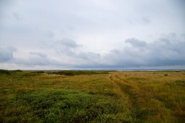Danimarka 'nın Kuzey Denizi kıyısında geniş çim manzarası. Yüksek kalite fotoğraf