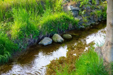 Dışı yeşil, içi küçük taşlarla dolu küçük bir dere. Yüksek kalite fotoğraf