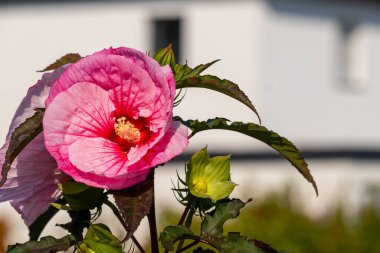 Dev amfibik çiçeğinin pembeleşmiş halinin yakın çekimi. Yüksek kalite fotoğraf